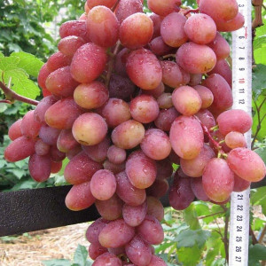 Виноград Юлиан